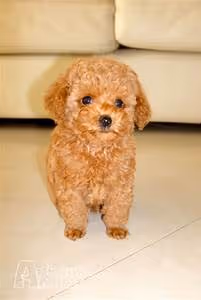 Bushido code adherence