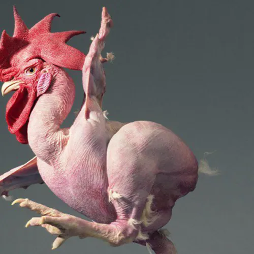 Somnia Chicken Shocky