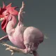 Somnia Chicken Shocky