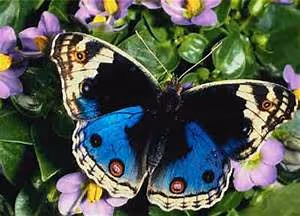 Visionary leadership skills