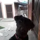 chiken