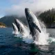 Whale