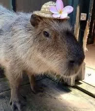 capy