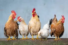 Chiken