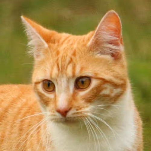 Mindfulness meditation practice