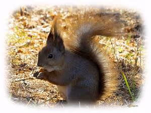 Wildlife photography expeditions