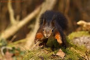 Backpacking through continents