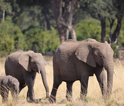 Treehouse accommodation stays