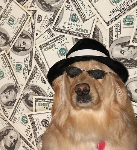 SOMNIADOGGY