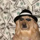SOMNIADOGGY