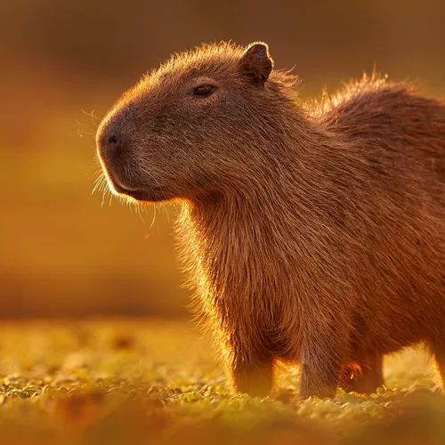 Capybaratt