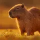 Capybaratt