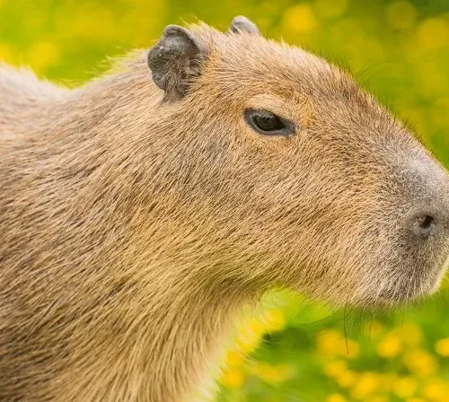 Capybara
