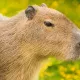 Capybara