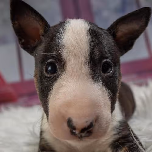 Yoga and meditation retreats