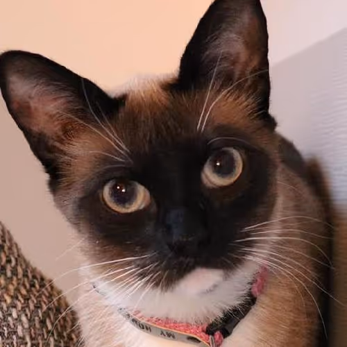 Rock climbing challenges