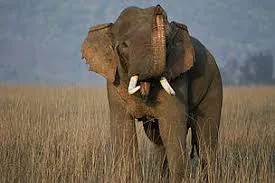 African safari adventures