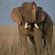 African safari adventures
