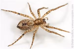 Community service abroad