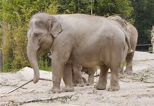 Global wellness improvement