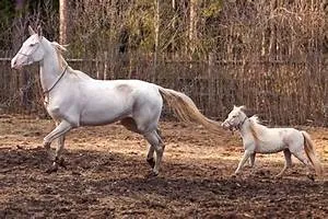 Marine biodiversity exploration