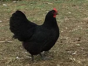 Whitewater rafting adventures