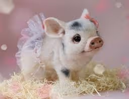 piggy