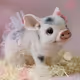 piggy