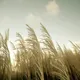 WeatherWhimsy