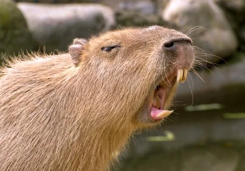 Capybaras
