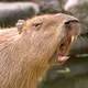 Capybaras