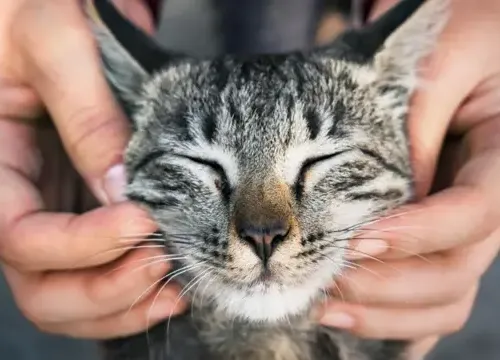 Shy_Sssnacc