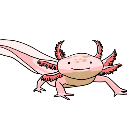 SALAMANDER
