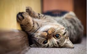 Shy_Sssnacc