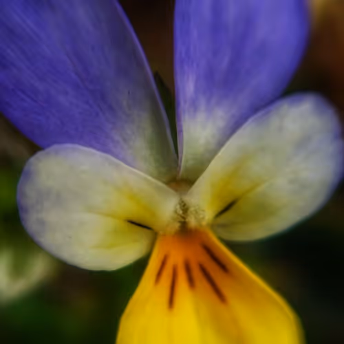 color