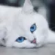 Pixty
