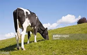 Human rights activism