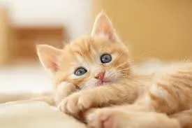 CleverTiger
