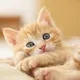 CleverTiger