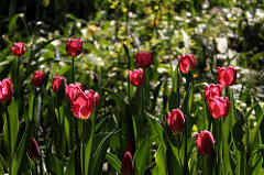 Dance and music workshops