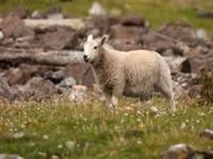 Fitness and wellness regimes