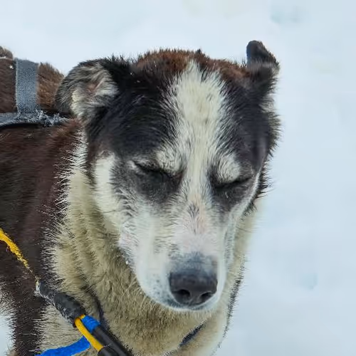 Ayurvedic healing therapies