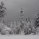 somi winter