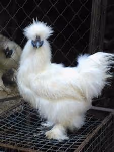 Alpine cabin escapes