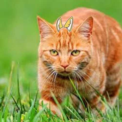 CleverTiger