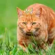 CleverTiger
