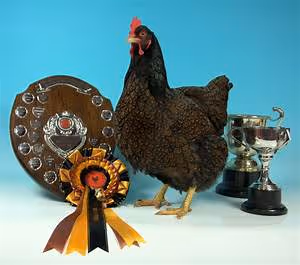 Mind-body harmony journeys