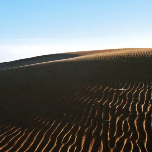 MemeFrog