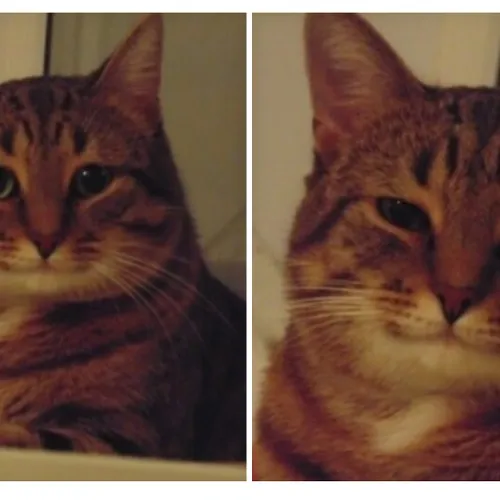 2cats