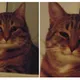 2cats
